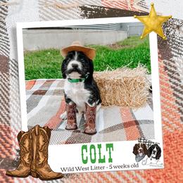 Colt - Black and white male English Springer Spaniel puppy in Albany, Minnesota from Farm Fresh Labradors & English Springers