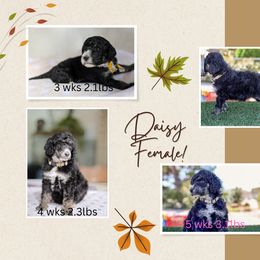 Daisy: Blooming with Joy! 🌼 - Phantom Poodle puppy in Hesperia, California from HD Poodles