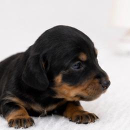 Peach - Black and tan female Dachshund puppy in Desloge, Missouri from Snows Doxies