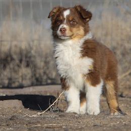 Australian Shepherds from HT2 Australian Shepherds