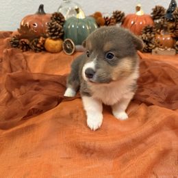 CJ Boy 1 - Blue male Pembroke Welsh Corgi puppy in Dickinson, Texas from Gulf Coast Corgis