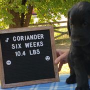 Coriander - Black Flat-Coated Retriever puppy in Stillwater, Minnesota from Whirlwind Flat-Coated Retrievers