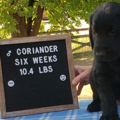 Coriander - Black Flat-Coated Retriever puppy in Stillwater, Minnesota from Whirlwind Flat-Coated Retrievers