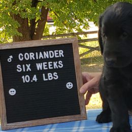 Coriander - Black Flat-Coated Retriever puppy in Stillwater, Minnesota from Whirlwind Flat-Coated Retrievers