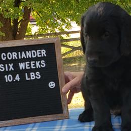 Coriander - Black Flat-Coated Retriever puppy in Stillwater, Minnesota from Whirlwind Flat-Coated Retrievers