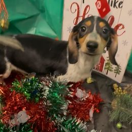 Milo - Black and cream male Dachshund puppy in Ft Dodge, Iowa from Secret Reality