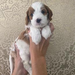 Pink Girl - Blenheim female Cavapoo puppy in Palo Cedro, California from Goosehill Doodles