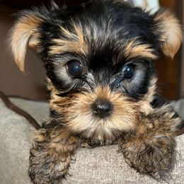 Boy - Black and tan Yorkshire Terrier puppy in Livermore, California from Ruben & Tatiana’s Yorkshire Terriers