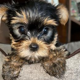Boy - Black and tan Yorkshire Terrier puppy in Livermore, California from Ruben & Tatiana’s Yorkshire Terriers