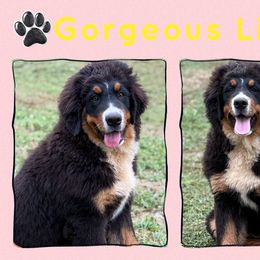 Lima - Black tan and white female Bernese Mountain Dog puppy in Purcell, Oklahoma from Swiss Berner Bears