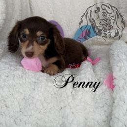 Penny - Chocolate and cream female Dachshund puppy in Prairieville, Louisiana from Southern Barron Danes & Dachshunds