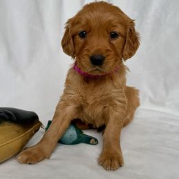 Golden Retriever Puppies from Thoroughmark Retrievers