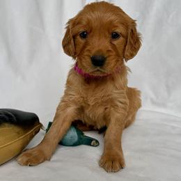 Golden Retriever Puppies from Thoroughmark Retrievers