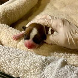 Anna - Fawn female Pembroke Welsh Corgi puppy in Grand Junction, Colorado from Mount Garfield Corgis