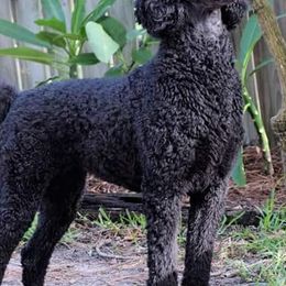 Poodles from Purely Haus Standards