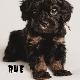 Cavapoo Puppies from PuppybuddyUSA