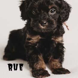 Cavapoo Puppies from PuppybuddyUSA