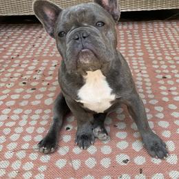 Moses - French Bulldog