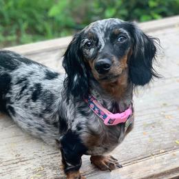 Gala - Dachshund