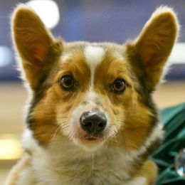 Pembroke Welsh Corgis from Viktor MahHaan Kennels - VMH Kennels