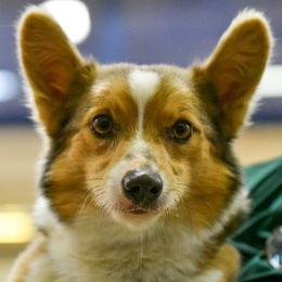 Pembroke Welsh Corgis from Viktor MahHaan Kennels - VMH Kennels