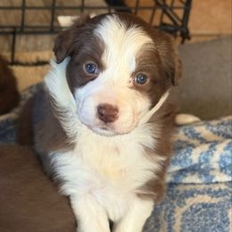 Pog - White and red female Border Collie puppy in North Lakeport, California from Wild Rose Ranch