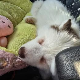 Pomsky and Siberian Husky Puppies from Whitmore Wolfpack LLC