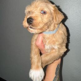 Latte - Wheaten male Miniature Schnauzer puppy in Fort Worth, Texas from Sissy’s Schnauzers