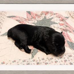 Cash - Black male Miniature Schnauzer puppy in Summerfield, Florida from M & M Schnauzers