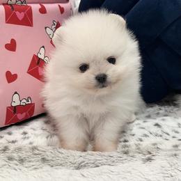 Girl 1 - White female Pomeranian puppy in Pocatello, Idaho from Avalon Pomeranians