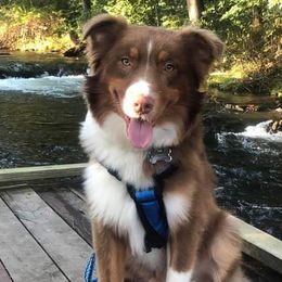 Australian Shepherds from Little Hobo Farms
