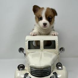 Snowball - Red female Pembroke Welsh Corgi puppy in Waco, Texas from The Comma Corgis