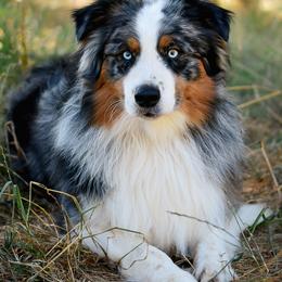 Australian Shepherds from Twisted Willow Australian Shepherds