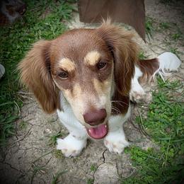 Martini - Dachshund