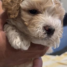 Cavapoos from Vaca’s Meadow, Connecticut