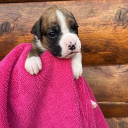 Boxer Puppies from Upstream Kennels