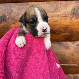 Boxer Puppies from Upstream Kennels