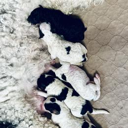 Bernedoodle puppies from Lynes of Doodles