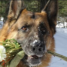 Xena - German Shepherd