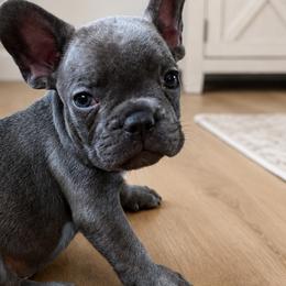 French Bulldogs from Blue Ridge Frenchies of Virginia