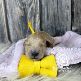 Charm - Cream male Companion Cross puppy in Utah County, Utah from Big Hearted Breeders