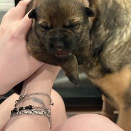 Boy 4 - Sable male German Shepherd puppy in Murrieta, California from Von Plateau