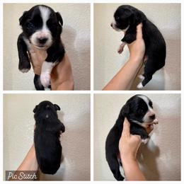 Peach - Black tri female Miniature Australian Shepherd puppy in Iola, Texas from MK Aussies
