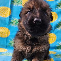 Bigweld - Sable male German Shepherd puppy in Los Lunas, New Mexico from Mali's German Shepherds LLC