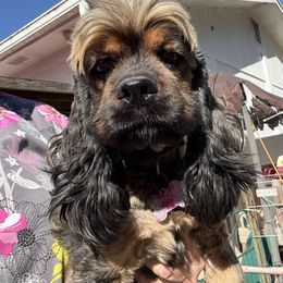 Merida - Cocker Spaniel