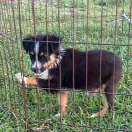 Dane - Black tri male Toy Australian Shepherd puppy in Ambrose, Georgia from Brandilyn's Aussies