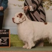 Clumber Spaniels and Golden Retrievers from Starshine Kennels