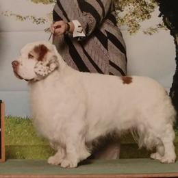 Clumber Spaniels and Golden Retrievers from Starshine Kennels