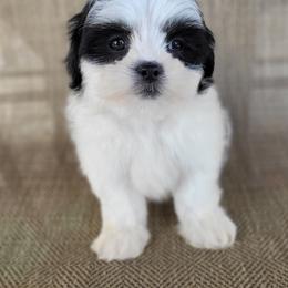 Tia - Shichon