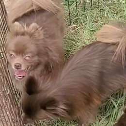 Assorted Doodle Crosses and Pomeranians from Pomeranians  & Pomapoos